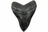 Fossil Megalodon Tooth - Glossy Enamel #223937-1